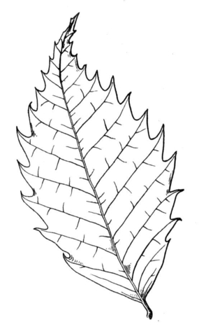 Chestnut Tree Leaf Coloring Page